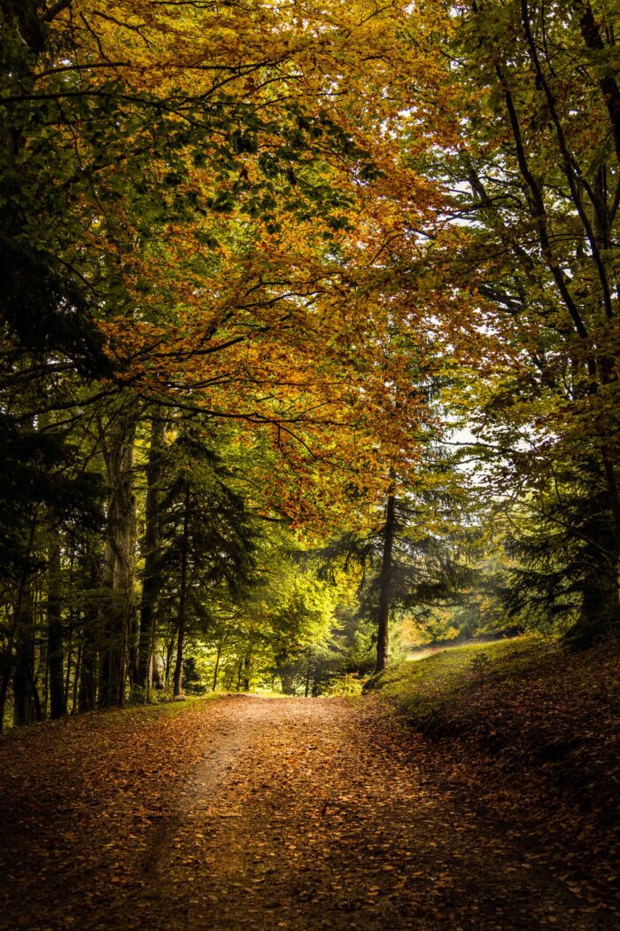 Forest in the autumn